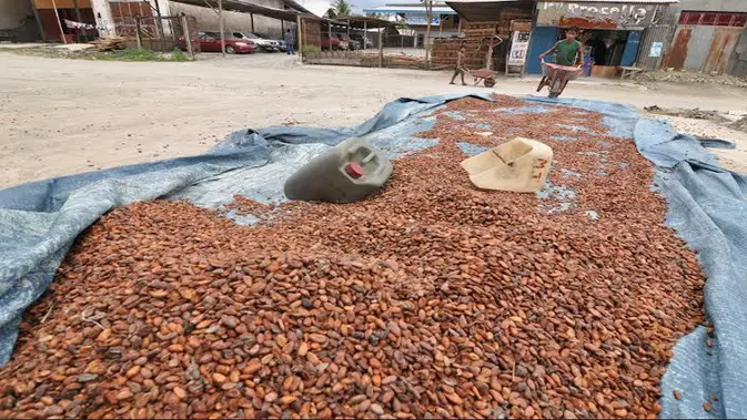 Petani Simpan Bijih Kakao (Foto: Liputan6.com/Dio Pratama)