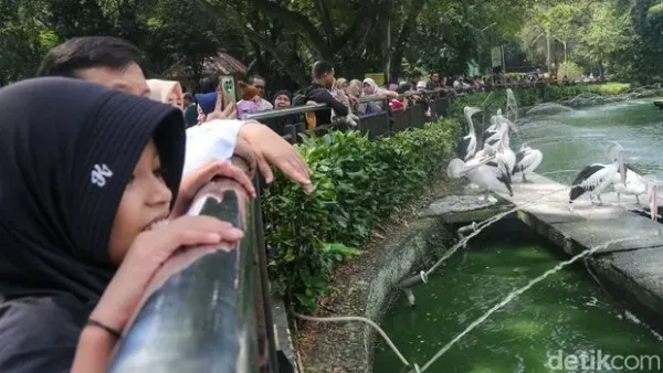 Hari Terakhir Masuk Gratis, Ragunan Diserbu Pengunjung Pengunjung berwisata di Taman Margasatwa Ragunan, Jakarta, Minggu (28/6/2026). Taman Margasatwa Ragunan menggratiskan tiket masuk dalam rangka HUT ke-499 DKI Jakarta selama tiga hari, yaitu 22 Juni, 27 Juni, dan 28 Juni.