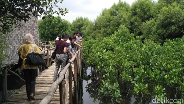Taman Wisata Alam Angke Kapuk mangrove