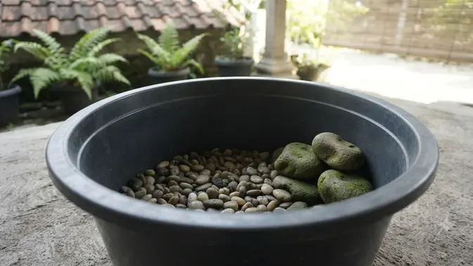 Cara Membuat Kolam Ikan Mini dari Ember Bekas Bergaya Zen Ala Jepang dengan Menyusun Bagian Dasar Kolam Agar Bergaya Zen (AI Generated)