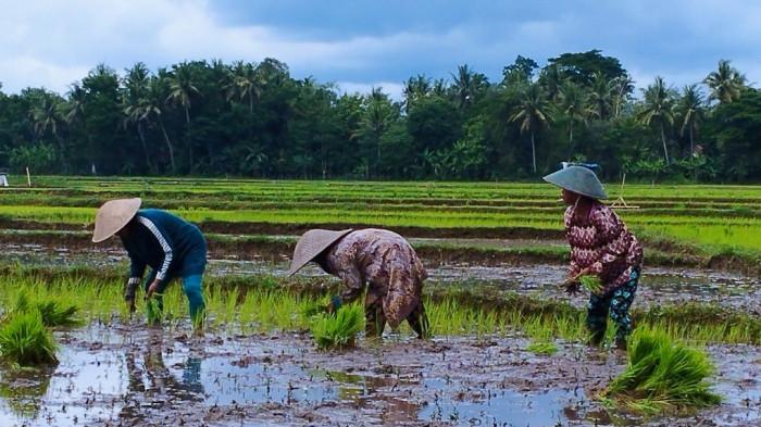 MUSIM TANAM : Sejumlah petani wanita menanam bibit padi di sawah di Kalurahan Wijimulyo, Kapanewon Nanggulan, Kulon Progo, Jumat (24/10/2025).