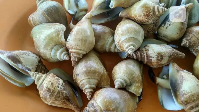 Ilustrasi siput. (foto: Liputan6.com / ajang nurdin)