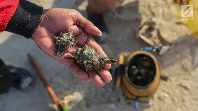 Ilustrasi Kerang Laut. (Liputan6.com/Fery Pradolo)
