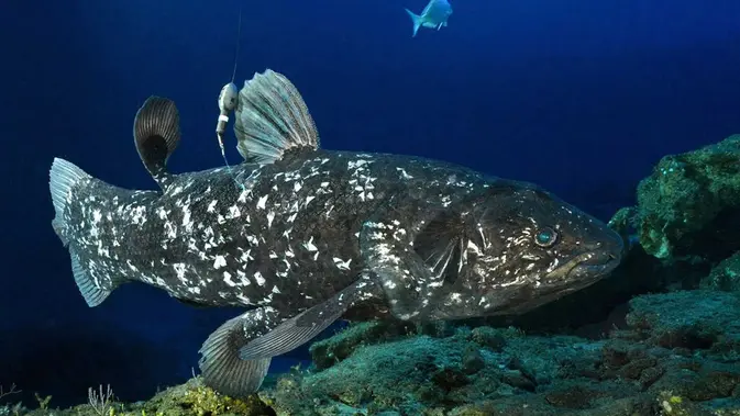 Ikan Coelacanth (marineprotectedareas.org.za)