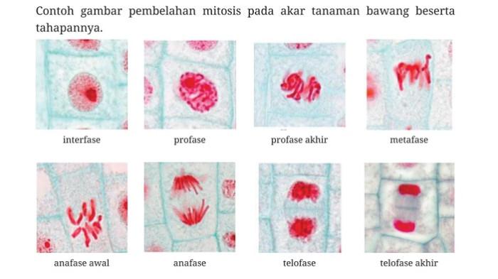 Kunci Jawaban Biologi Kelas 12 Halaman 85 Kurikulum Merdeka jawaban 1