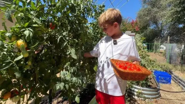 Keren! Bocah 9 Tahun Sukses Jual Sayuran Hasil Panen di Kebun Rumah
