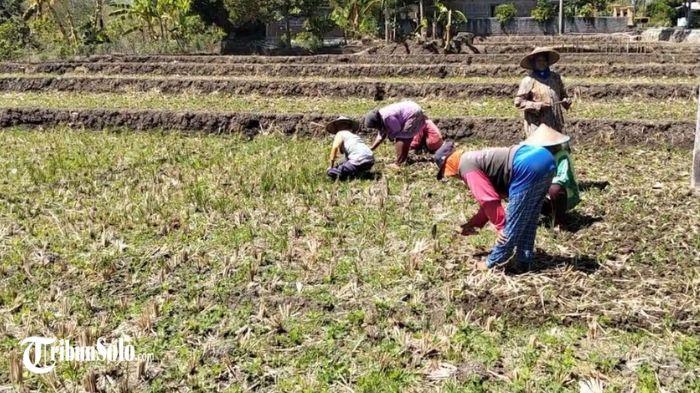 TANAM KACANG - Petani Sukoharjo saat menanam kacang di lahan