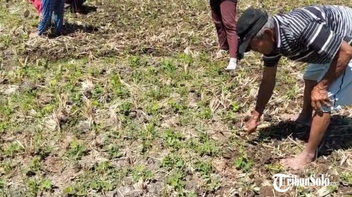 TANAM KACANG - Petani Sukoharjo saat menanam kacang di lahan, Selasa (28/7/2026). Mereka mulai mengubah pola tanam seiring musim kemarau yang melanda wilayah Jawa Tengah sejak Mei 2026.