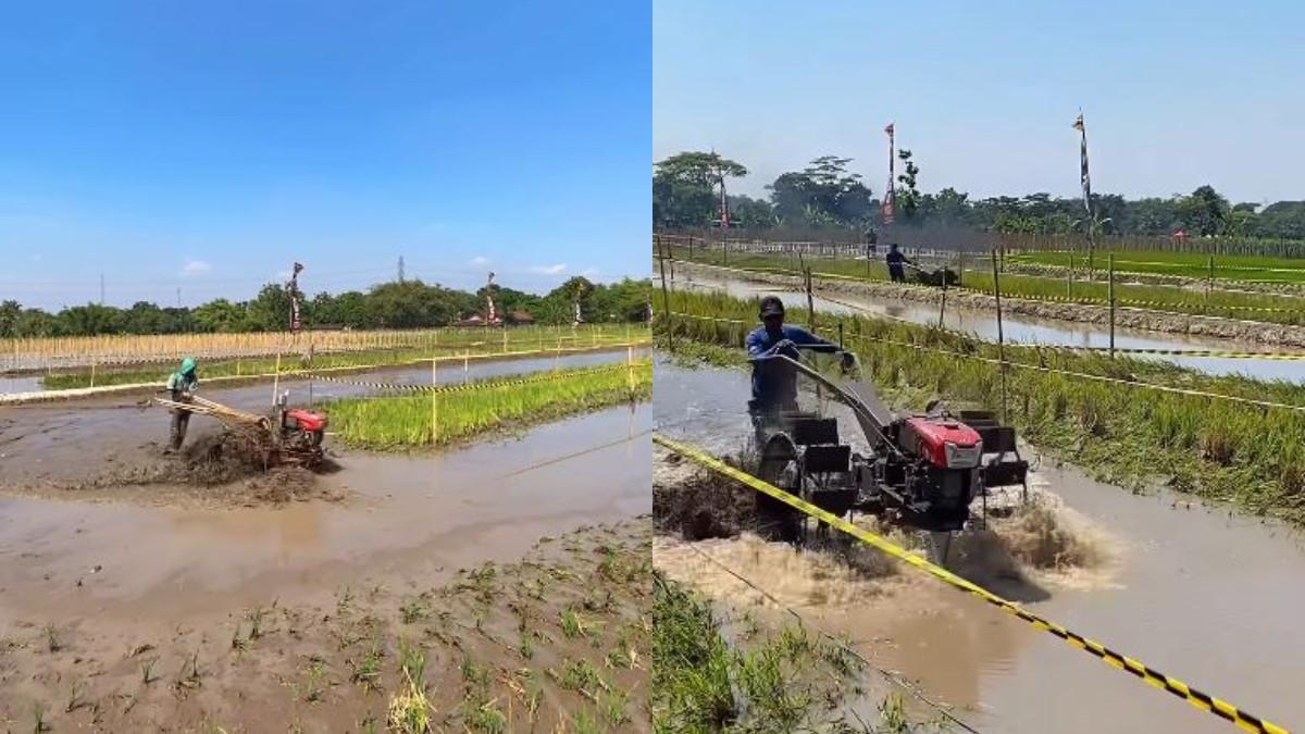 EVEN KLATEN - Keseruan lomba balap traktor di Klaten.