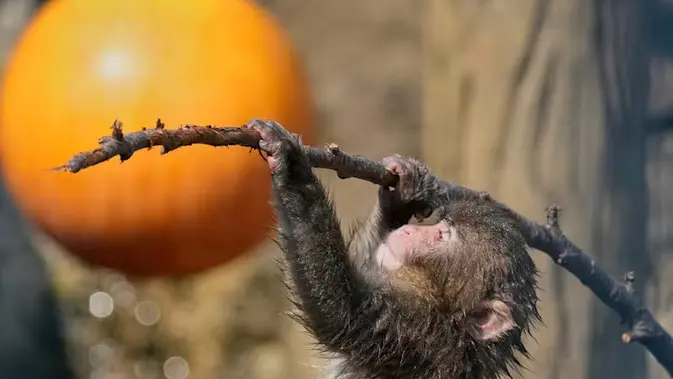 Punch, Monyet Kecil asal Jepang (AP/Eugene Hoshiko)