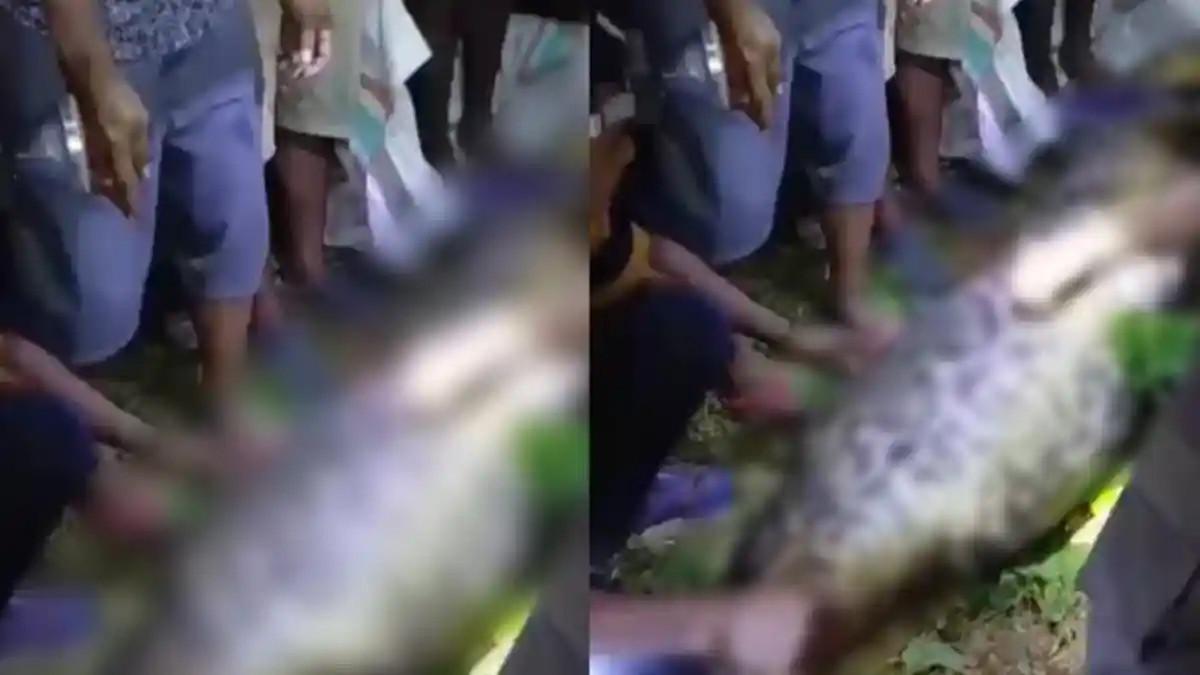 WARGA DIMAKAN ULAR - Seorang warga di Desa Waisakai, Kecamatan Mangoli Utara Timur Kabupaten Kepulauan Sula, Maluku Utara menjadi korban saat diterkam ular piton, Selasa (28/7/2026).