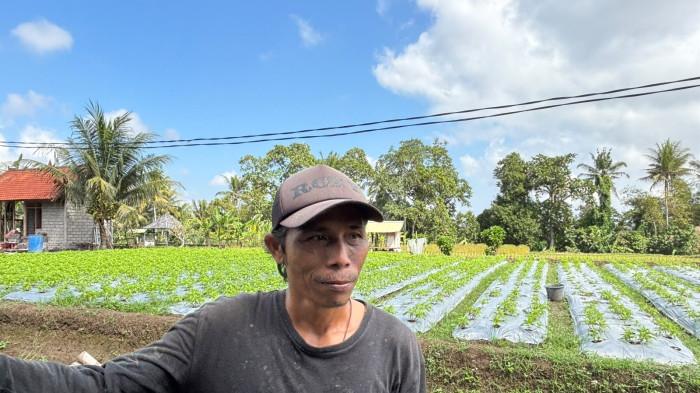 Sosok petani penerima KUR BRI