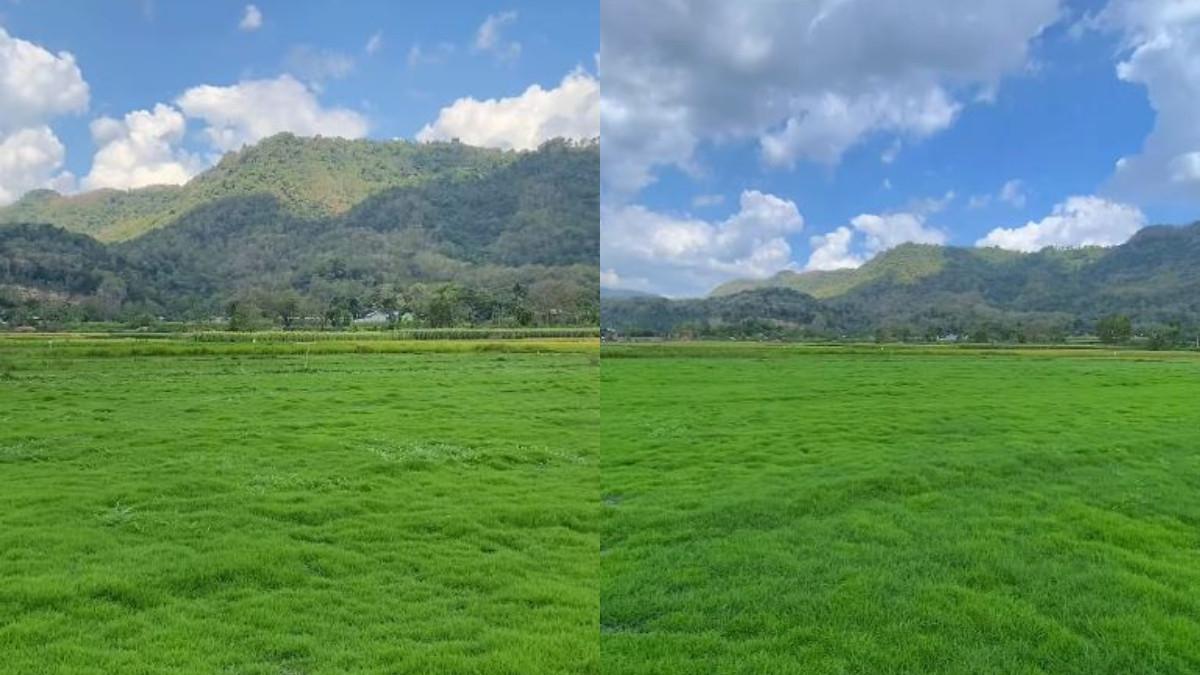 WISATA KLATEN - Kondisi terkini persawahan di danau dadakan Gantiwarno Klaten.