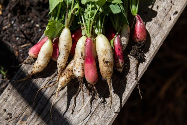 Radish bunches Radish bunches