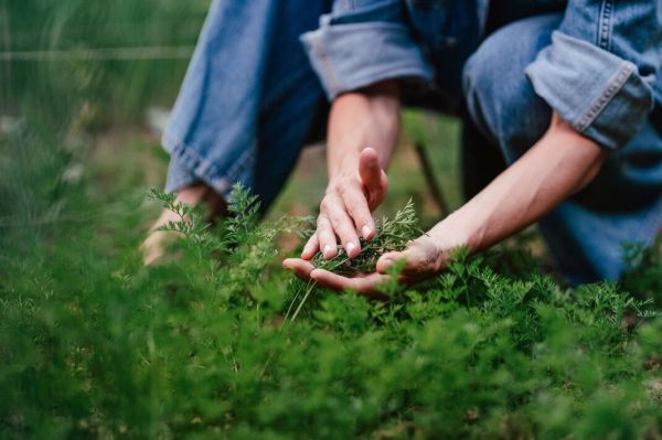Hard work in the garden during warm autumn day, taking care of vegetable plants, holding carrot's leaves. Hard work in the garden during warm autumn day, taking care of vegetable plants, holding carrot's leaves.