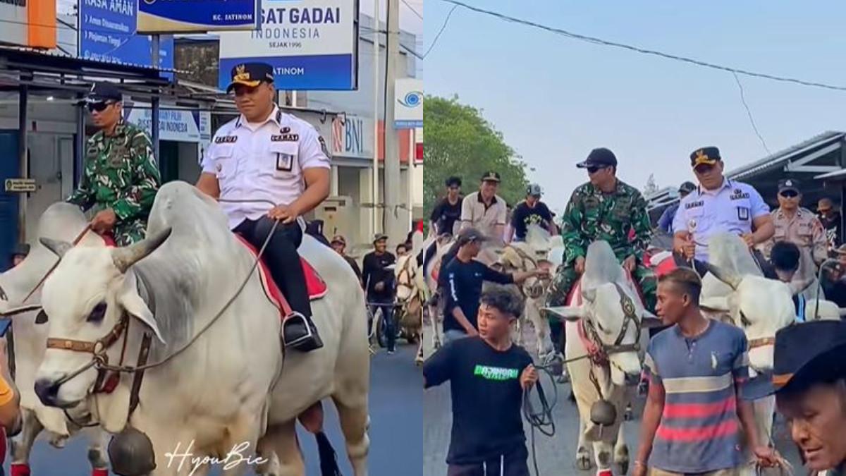 WISATA KLATEN - Pawai sapi tunggang di Jatinom Klaten.
