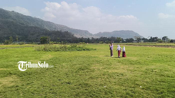 Sabana yang viral dikunjungi orang di Prambanan, Klaten, Jawa Tengah, Kamis (30/7/2026).