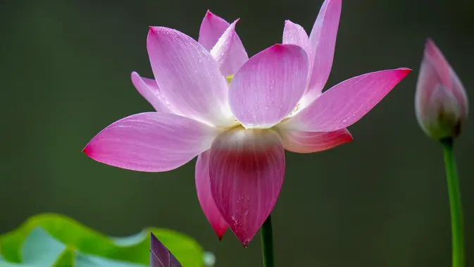 Bunga Teratai (Foto: Freepik/ilovehz)