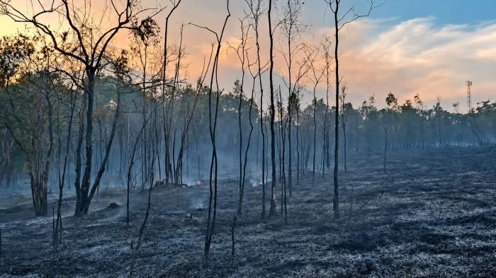 KARHUTLA - Penampakan lahan yang terbakar dalam musibah Kebakaran Hutan dan Lahan (Karhutla) di Distrik Bomberai Kabupaten Fakfak Papua Barat. Ini merupakan salah satu distrik terjauh pada daerah tersebut, Kamis (30/7/2026).