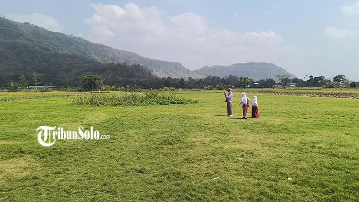 VIRAL DAN DIKUNJUNGI - Sabana yang viral dikunjungi orang di Prambanan, Klaten, Jawa Tengah, Kamis (30/7/2026). Ternyata sabana itu bukanlah tempat wisata melainkan lahan persawahan di perbatasan Desa Sengon, Kecamatan Prambanan dengan Desa Katekan, Kecamatan Gantiwarno.