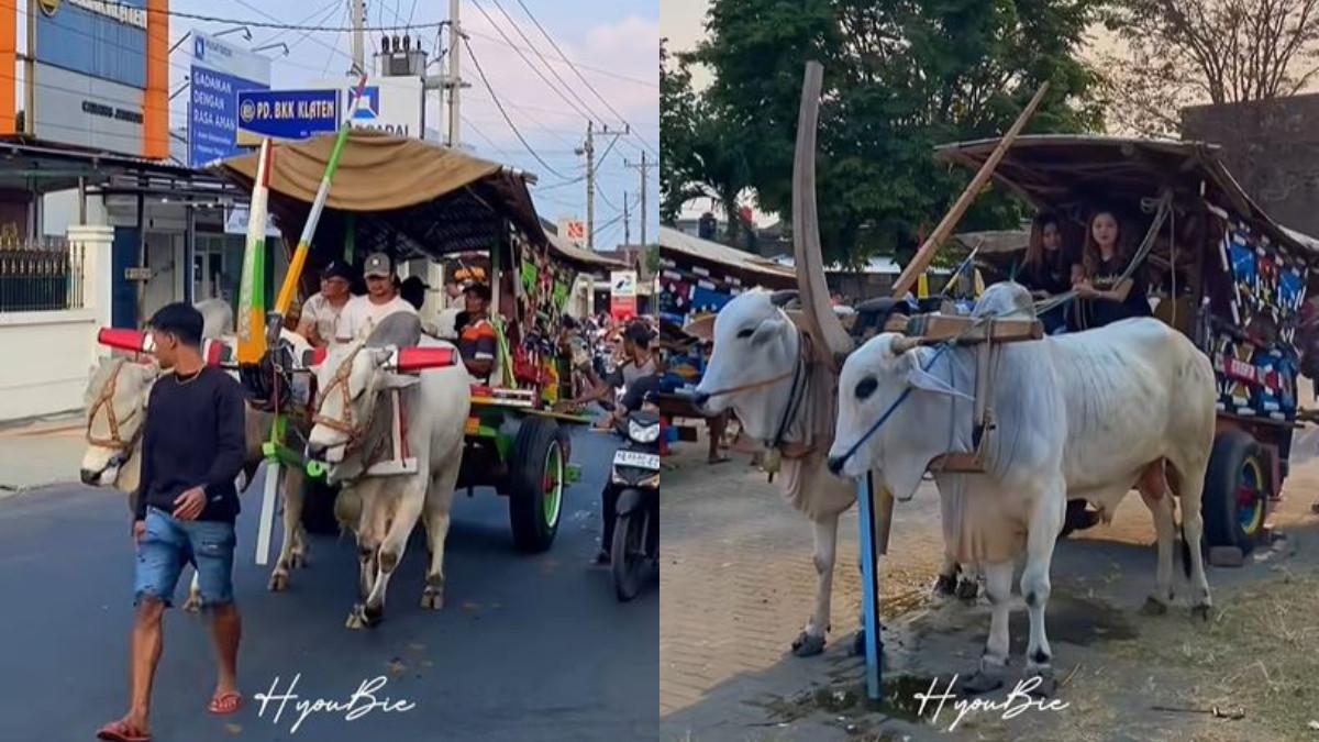 WISATA KLATEN - Pawai gerobag sapi di Jatinom Klaten.