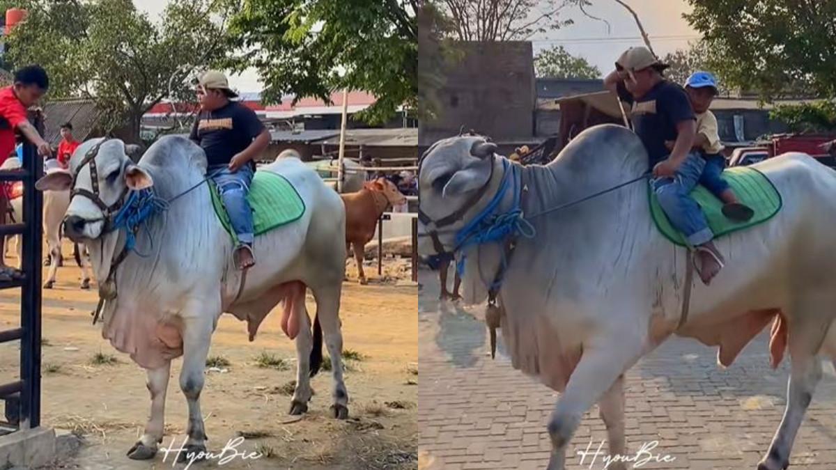 WISATA KLATEN - Pawai sapi tunggang di Jatinom Klaten.