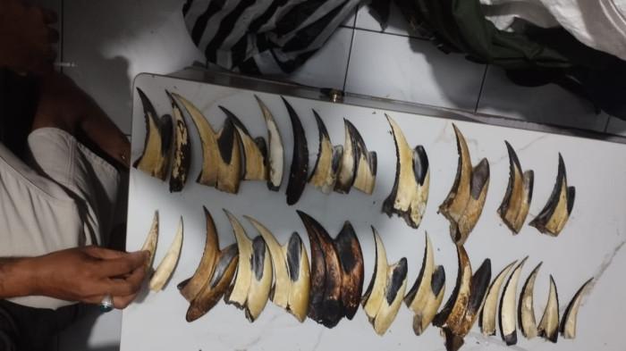 BARANG BUKTI– Barang bukti berupa 16 paruh burung rangkong yang diamankan dalam pengungkapan kasus dugaan perdagangan bagian tubuh satwa liar dilindungi di Kota Padang, Sumatera Barat.