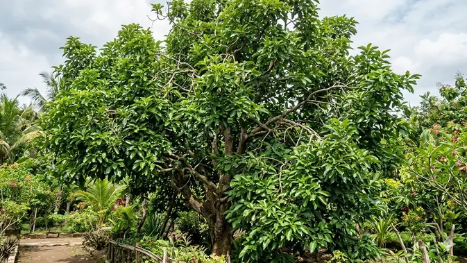Alpukat Subur Daun tapi Tidak Berbuah. AI Generated