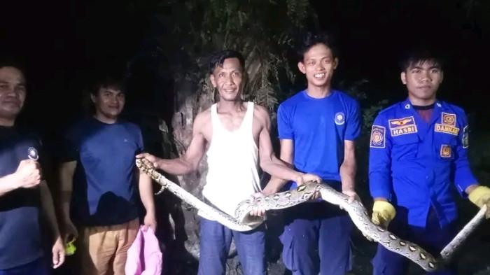 EVAKUASI ULAR-Petugas Damkar Pasangkayu, saat mengevakuasi seekor ular sanca berukuran cukup besar menggegerkan warga di Jalan Gatot Subroto, Kecamatan Pasangkayu, Kabupaten Pasangkayu, Jumat malam (26/12/2025).