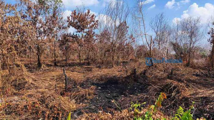 KARHUTLA REDA - Kondisi kawasan Perumahan Graha Melodya, Jl Serdam Ujung, Kubu Raya pasca Karhutla kini mulai membaik, Sabtu 1 Agustus 2026. Anggota DPRD Kota Pontianak, Husin mengungkapkan rasa syukur atas turunnya hujan yang diharapkan mampu membantu memadamkan titik api yang masih tersisa.