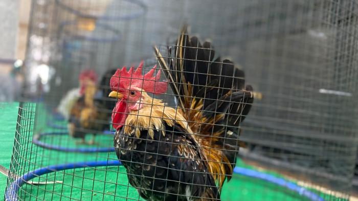 ayam katee 2/8/26