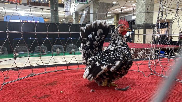 ayam cihuy