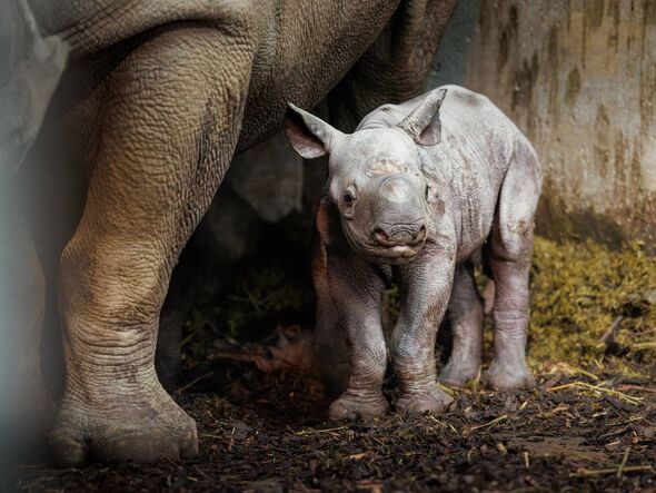 A new baby rhino at Folly Farm stood at the feet of his mother