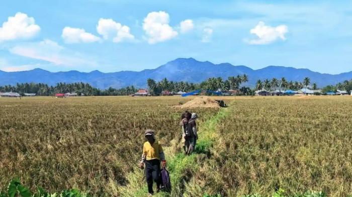 GORONTALO KEKERINGAN -- Sebuah potret petani sawah di Gorontalo. Sebagai informasi, sejak Juli 2026 Gorontalo masuk musim kemarau hingga belasan ribu jiwa terdampak.