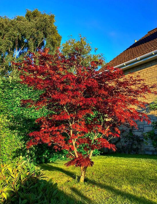 Image of Japanese maple Image of Japanese maple