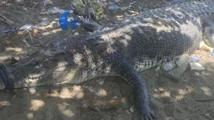 BUAYA MATI-Seekor buaya muara berukuran sekitar 4-5 meter ditemukan mati tergeletak di pinggir Muara Jono, Dusun Muara Jono, Desa Tikke, Kecamatan Tikke Raya, Kabupaten Pasangkayu, Senin (20/7/2026). Warga yang awalnya mengira buaya tersebut masih hidup sempat mengikat mulutnya menggunakan tali sebelum dipastikan telah mati. Penyebab kematian buaya itu belum diketahui dan diduga akibat perkelahian dengan buaya lain.