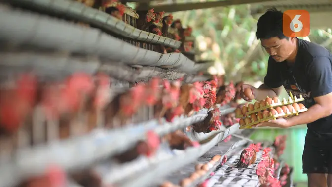 Peternak memanen telur ayam ras di peternakannya di Kampung Kebon Kopi, Pengasinan, Bogor. (merdeka.com/Arie Basuki)