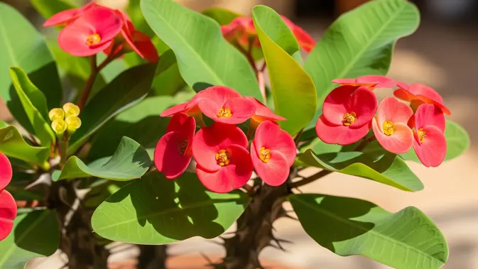 Euphorbia Milii (AI Generated)