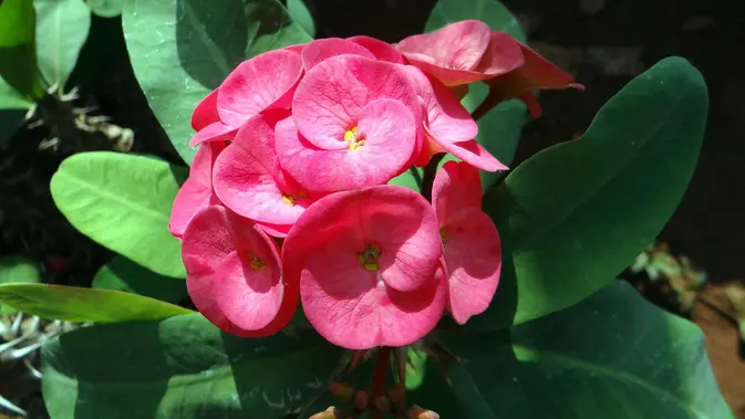 Euphorbia  (sumber: Pixabay)