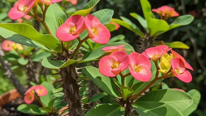 Euphorbia Milii (AI Generated)