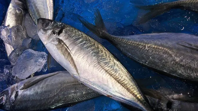 Ilustrasi Ikan Tongkol  (Photo byauntmasako on Pixabay)