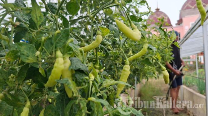 05082026 cabe rawit di Tarakan 001