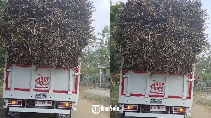 ANGKUT TEBU - Tangkapan layar video dari akun tiktok @kopdes.sragen