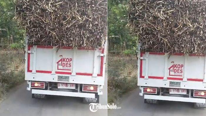 ANGKUT TEBU - Tangkapan layar video dari akun tiktok @kopdes.sragen. Penampakan truk KDMP di Sragen yang mengangkut tebu, Sabtu (1/8/2026).