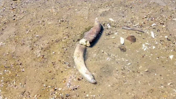 Kemunculan fosil mammpth di Sungai Danube yang mengering