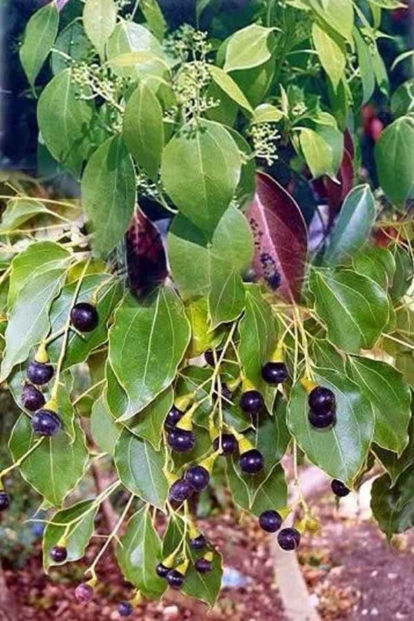 Want a Happy Married Life? These 5 Vastu Plants Can Strengthen Venus