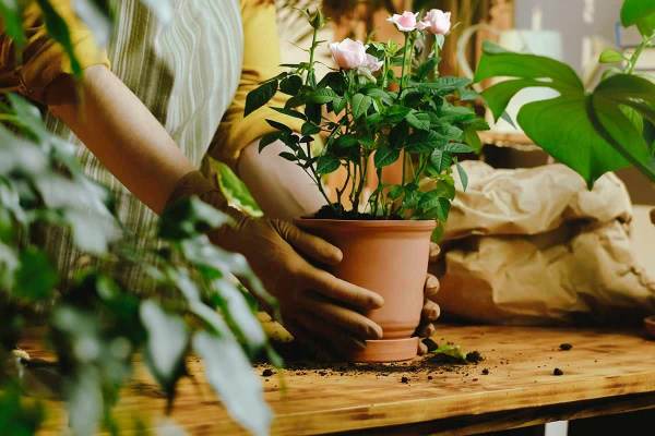Best 5 Vastu Plants to Remove Venus Dosha and Attract Prosperity