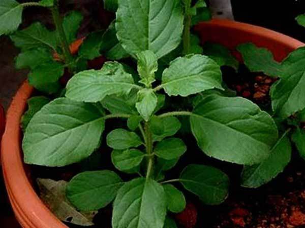 Unhappy Married Life? Bring Home These 5 Vastu Plants to Boost Venus