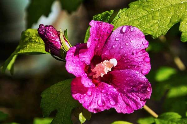 5 Vastu Plants to Strengthen Venus for Love, Wealth & Marital Happiness
