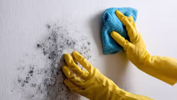 Clean small mould spots before it spreads <br><br>